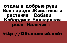 отдам в добрые руки - Все города Животные и растения » Собаки   . Кабардино-Балкарская респ.,Нальчик г.